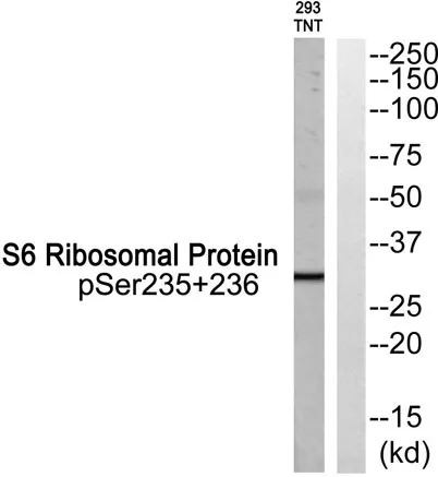Ribosomal Protein S6 (phospho Ser235/S236) rabbit pAb