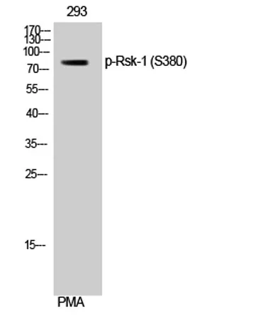 Rsk-1 (phospho Ser380) rabbit pAb - image 1