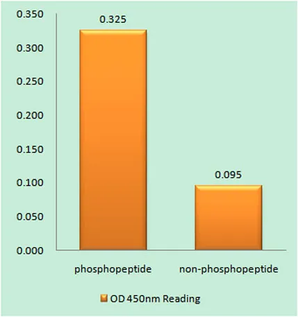 Rsk-1 (phospho Thr359/S363) rabbit pAb - image 1