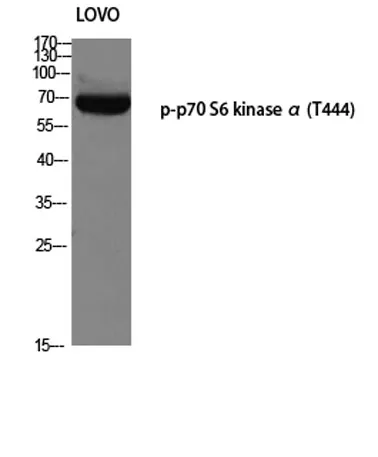 p70 S6 kinase α (phospho Thr444) rabbit pAb