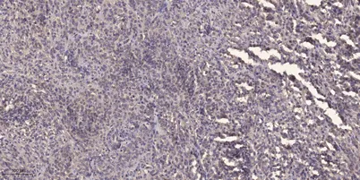 Rhotekin rabbit pAb