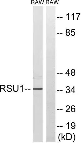 Rsu-1 rabbit pAb