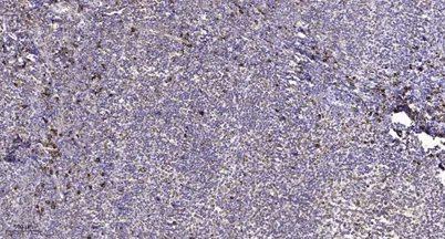 Na+ CP type IIα rabbit pAb - image 1