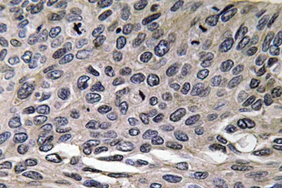 MIP-1α rabbit pAb - image 1
