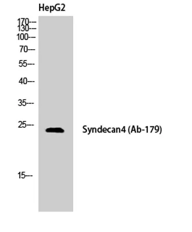 Syndecan-4 rabbit pAb - image 1