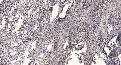 MRP-L17 rabbit pAb - image 1