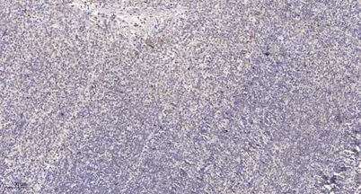 SH2D4A rabbit pAb - image 1