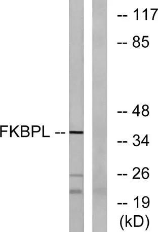 FKBPL rabbit pAb