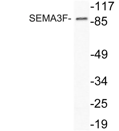 SEMA3F rabbit pAb - image 1