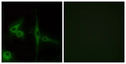 ETL rabbit pAb - image 1