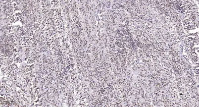 SRp55 rabbit pAb - image 1