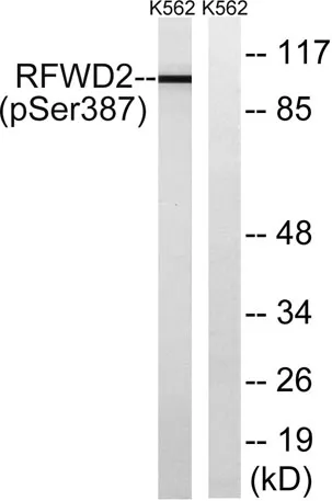 COP1 (phospho Ser387) rabbit pAb - image 1