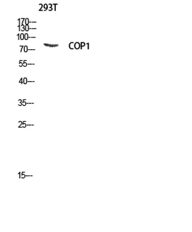 COP1 rabbit pAb - image 1