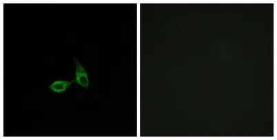 Cadherin-24 rabbit pAb - image 1