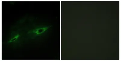 Cadherin-22 rabbit pAb - image 1