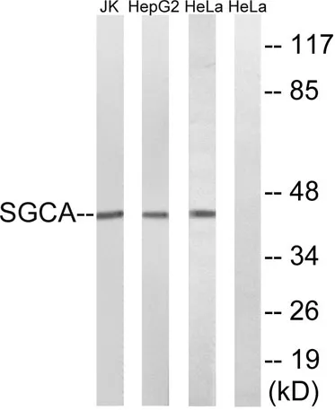 Sarcoglycan α rabbit pAb - image 1