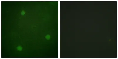 Artemis rabbit pAb - image 1