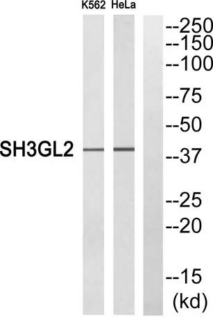 Endophilin I rabbit pAb - image 1