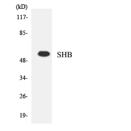 Shb rabbit pAb