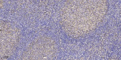 Shc (phospho Ser36) rabbit pAb - image 1