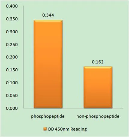 APC1 (phospho Ser355) rabbit pAb - image 1