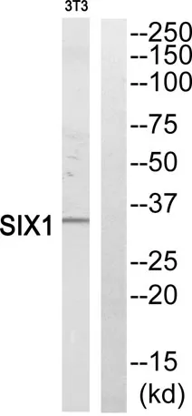 Six1 rabbit pAb