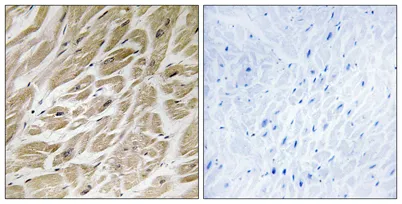 MRP-S24 rabbit pAb - image 1