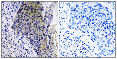 MRP-L34 rabbit pAb - image 1