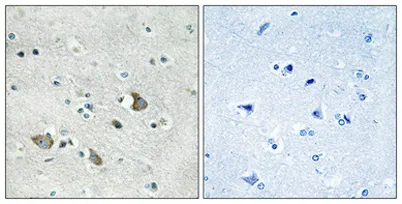 MRP-L32 rabbit pAb - image 1