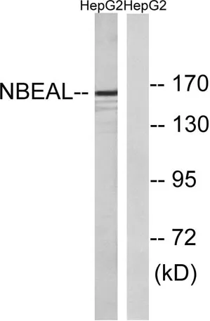 NBEAL1 rabbit pAb