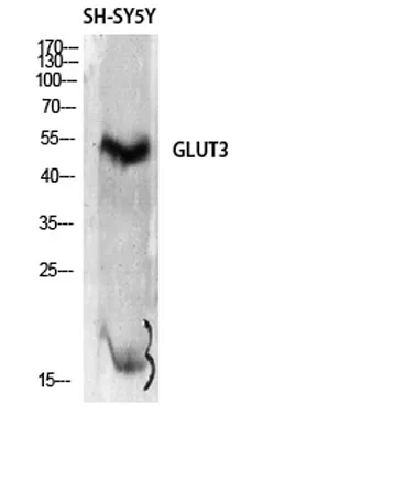 Glut3 rabbit pAb - image 1