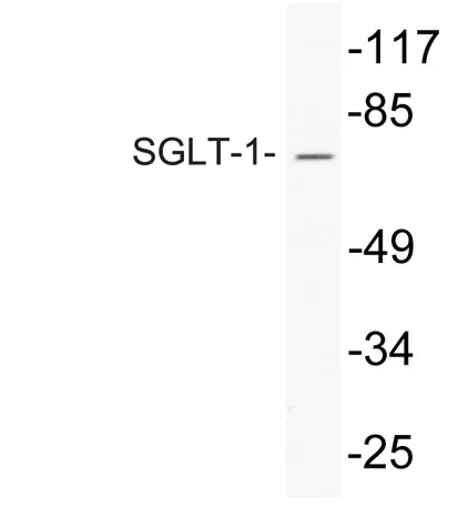 SGLT-1 rabbit pAb - image 1