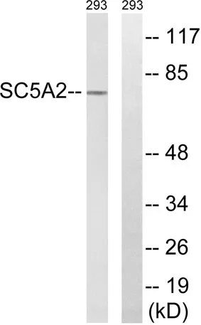 SGLT-2 rabbit pAb - image 1