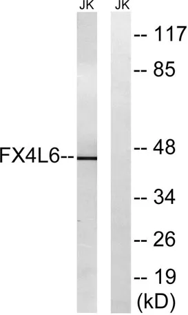 FoxD4/D4L rabbit pAb