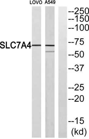 CAT-4 rabbit pAb - image 1