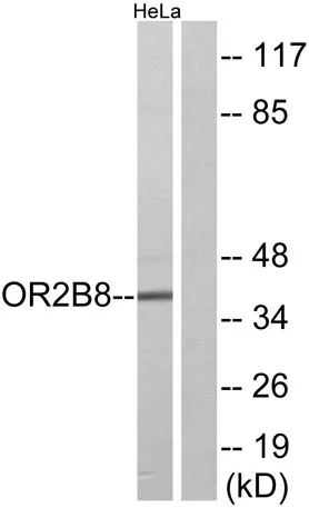 Olfactory receptor 2B8 rabbit pAb - image 1