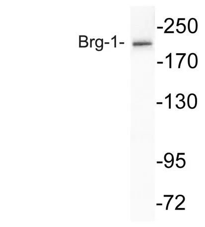 Brg-1 rabbit pAb - image 1