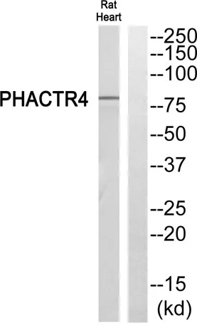 PHACTR4 rabbit pAb