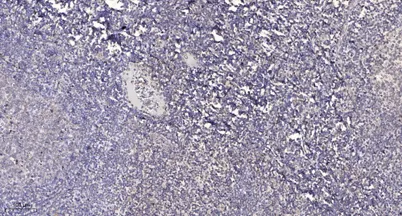 GRIF-1 rabbit pAb - image 1