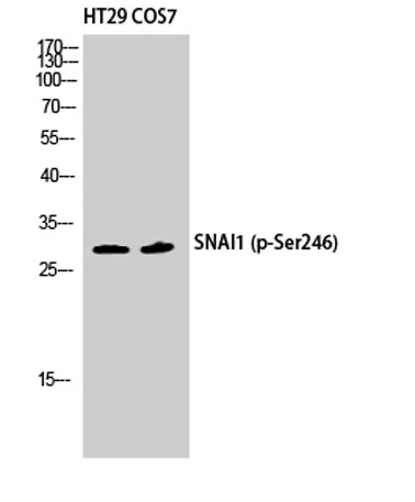 SNAI 1 (phospho Ser246) rabbit pAb - image 1