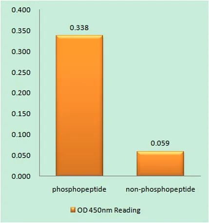 Synuclein-α (phospho Tyr133) rabbit pAb - image 1