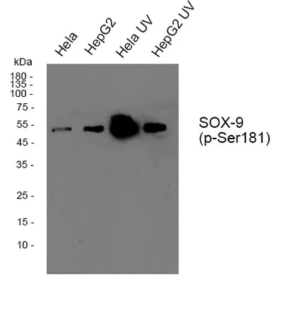 Sox-9 (phospho Ser181) rabbit pAb - image 1