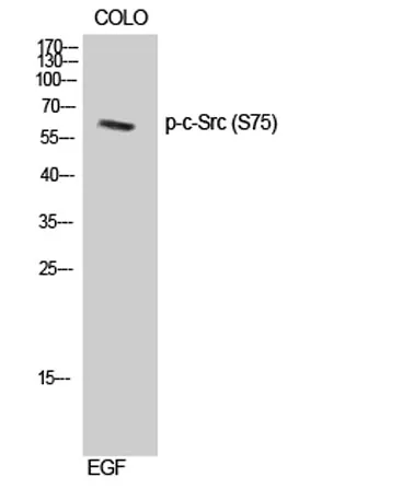 c-Src (phospho Ser75) rabbit pAb - image 1