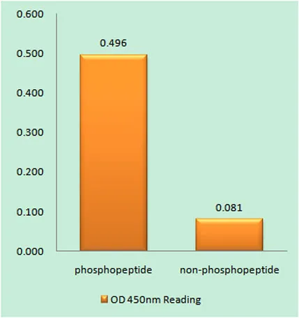 SRF (phospho Ser103) rabbit pAb - image 1