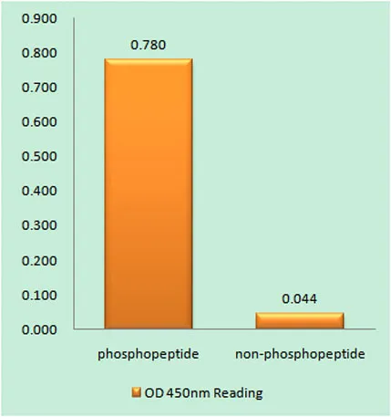 SRF (phospho Ser77) rabbit pAb