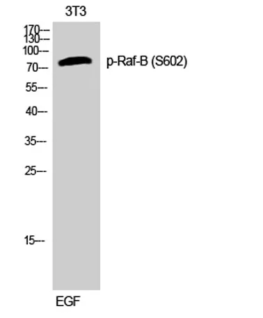 Raf-B (phospho Ser602) rabbit pAb - image 1