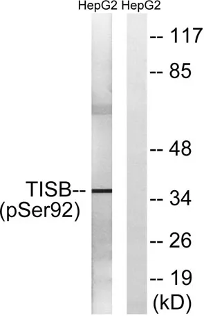 TIS11B (phospho Ser92) rabbit pAb