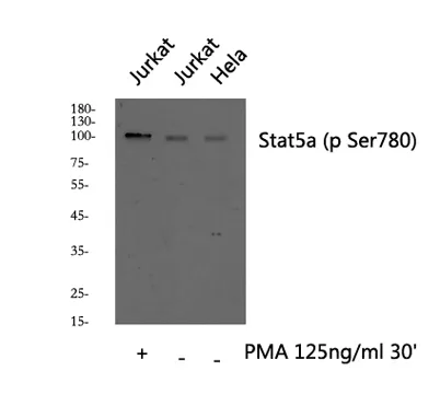 Stat5a (phospho Ser780) rabbit pAb - image 1