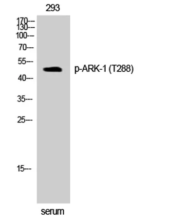 ARK-1 (phospho Thr288) rabbit pAb - image 1