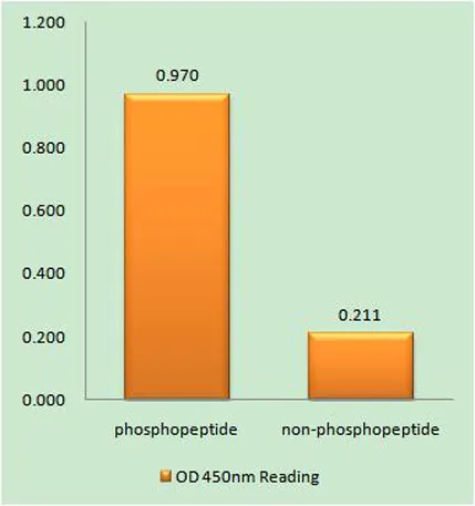 ARK-1 (phospho Ser342) rabbit pAb